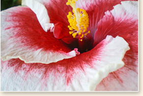 Tahitian Cherry Blossom